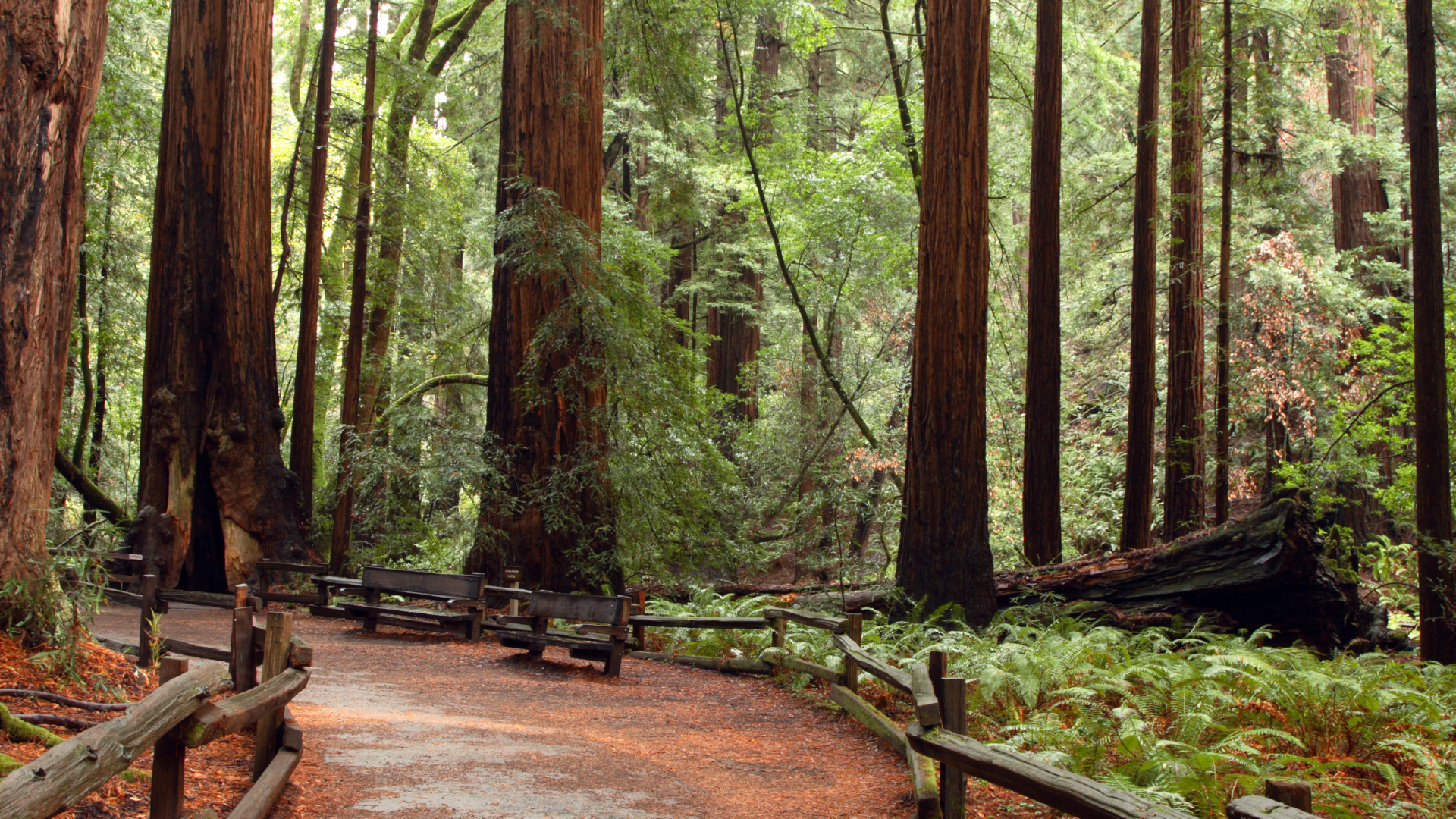 Forest Bathing: What It Is and How It Improves Mental and Physical Health
