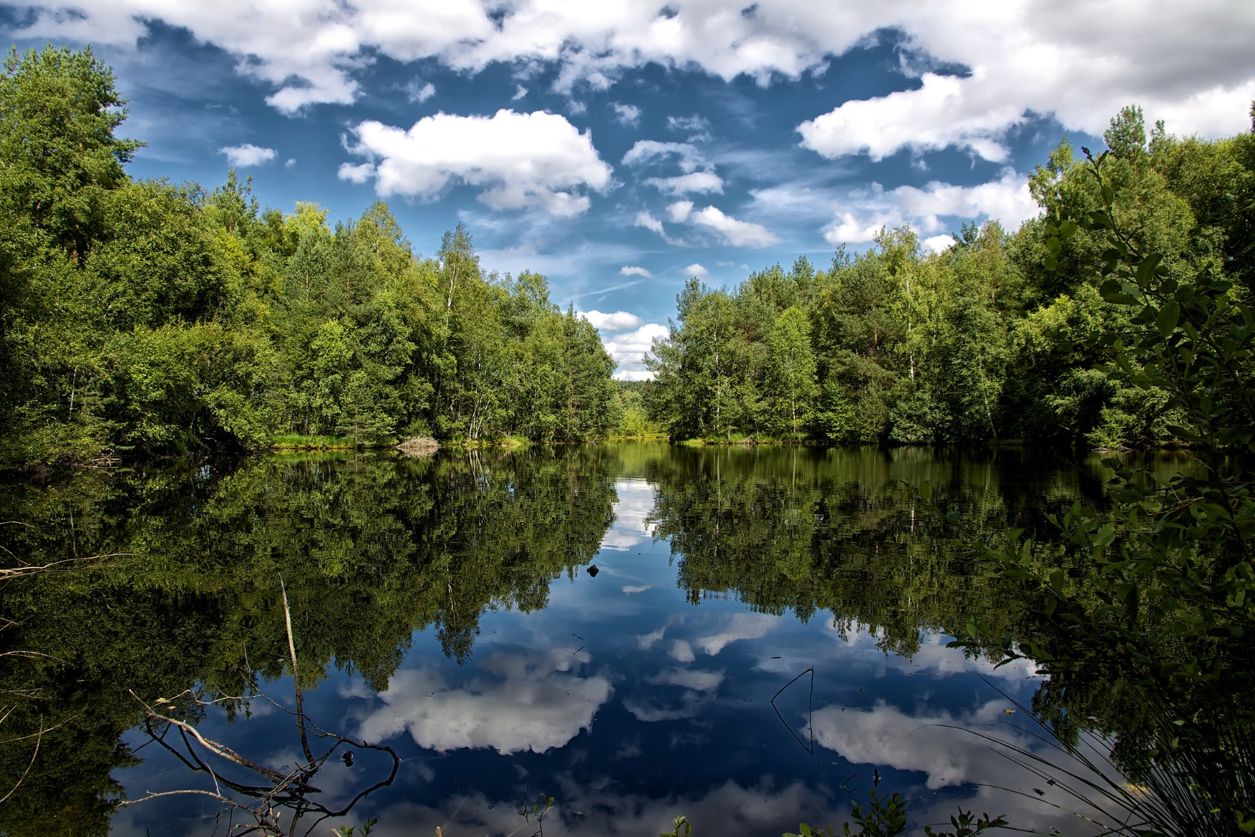 Bosco e lago