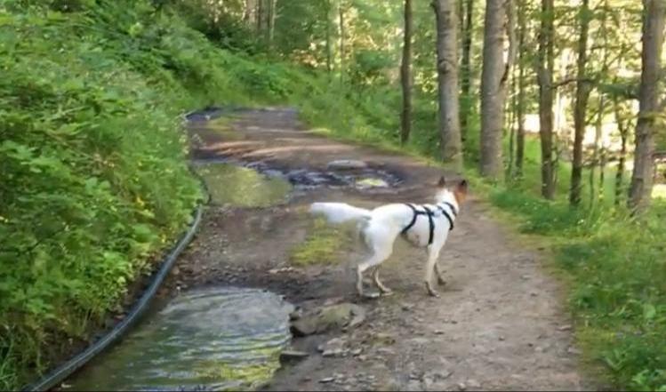 Dog running free