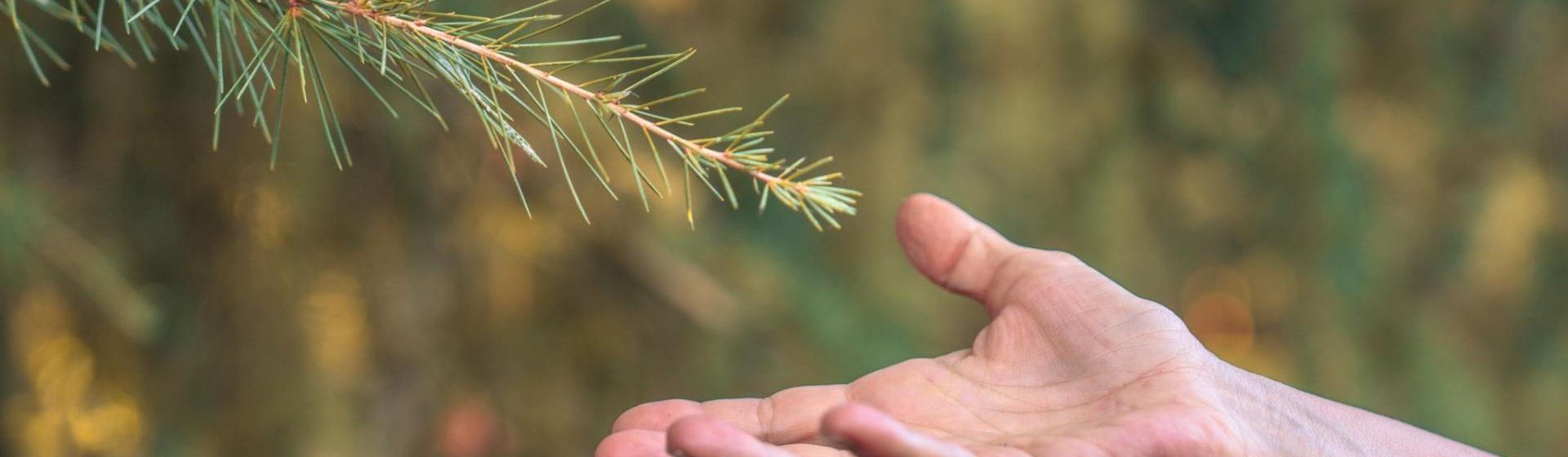 Albero e mano